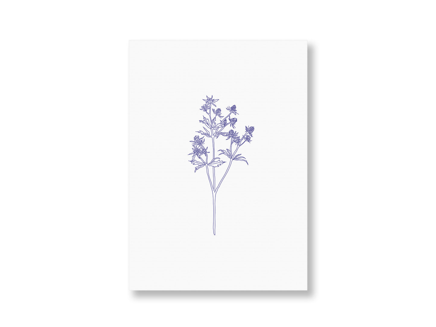 Distel | Postkarte