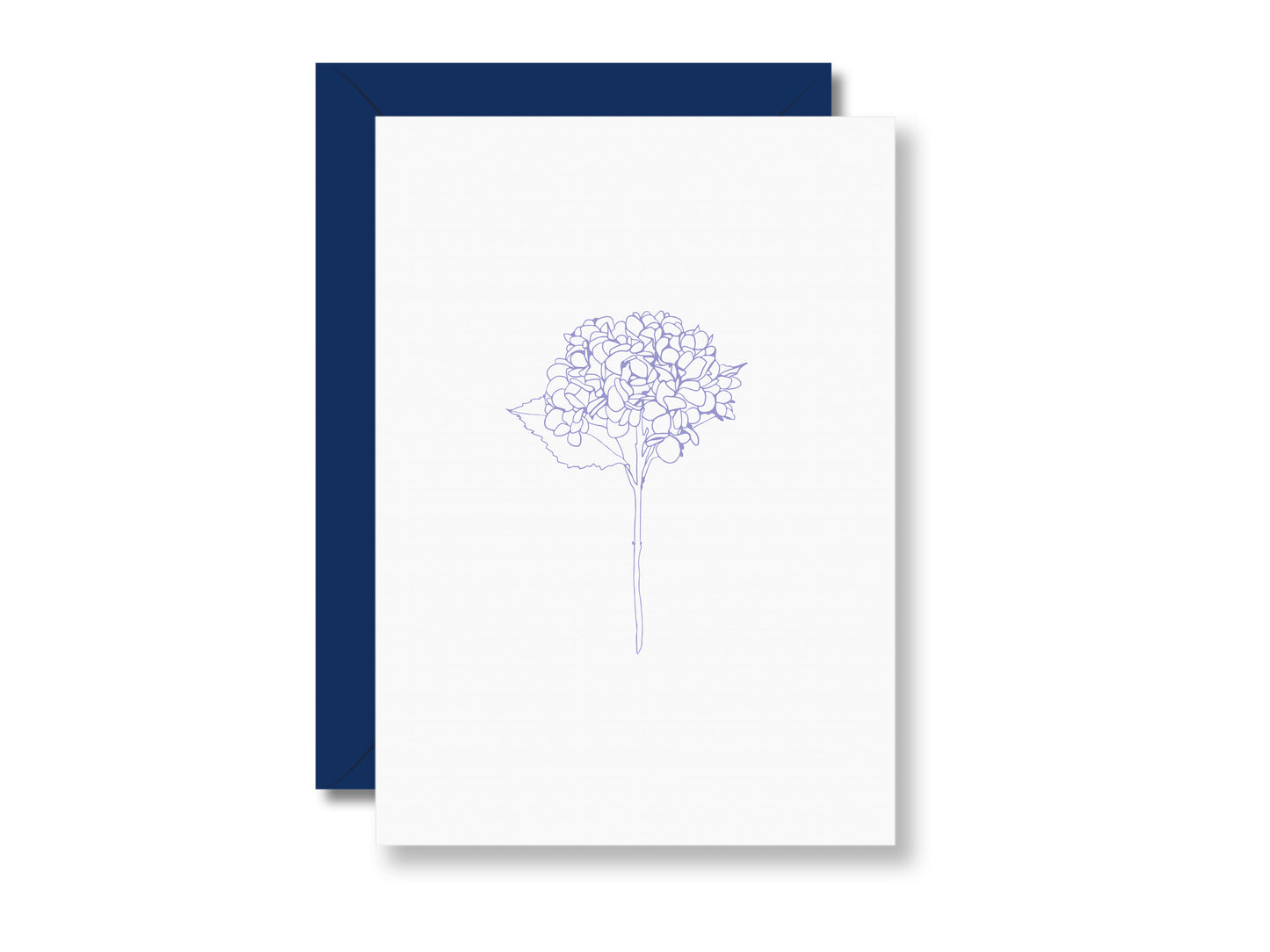 Hortensie | Postkarte
