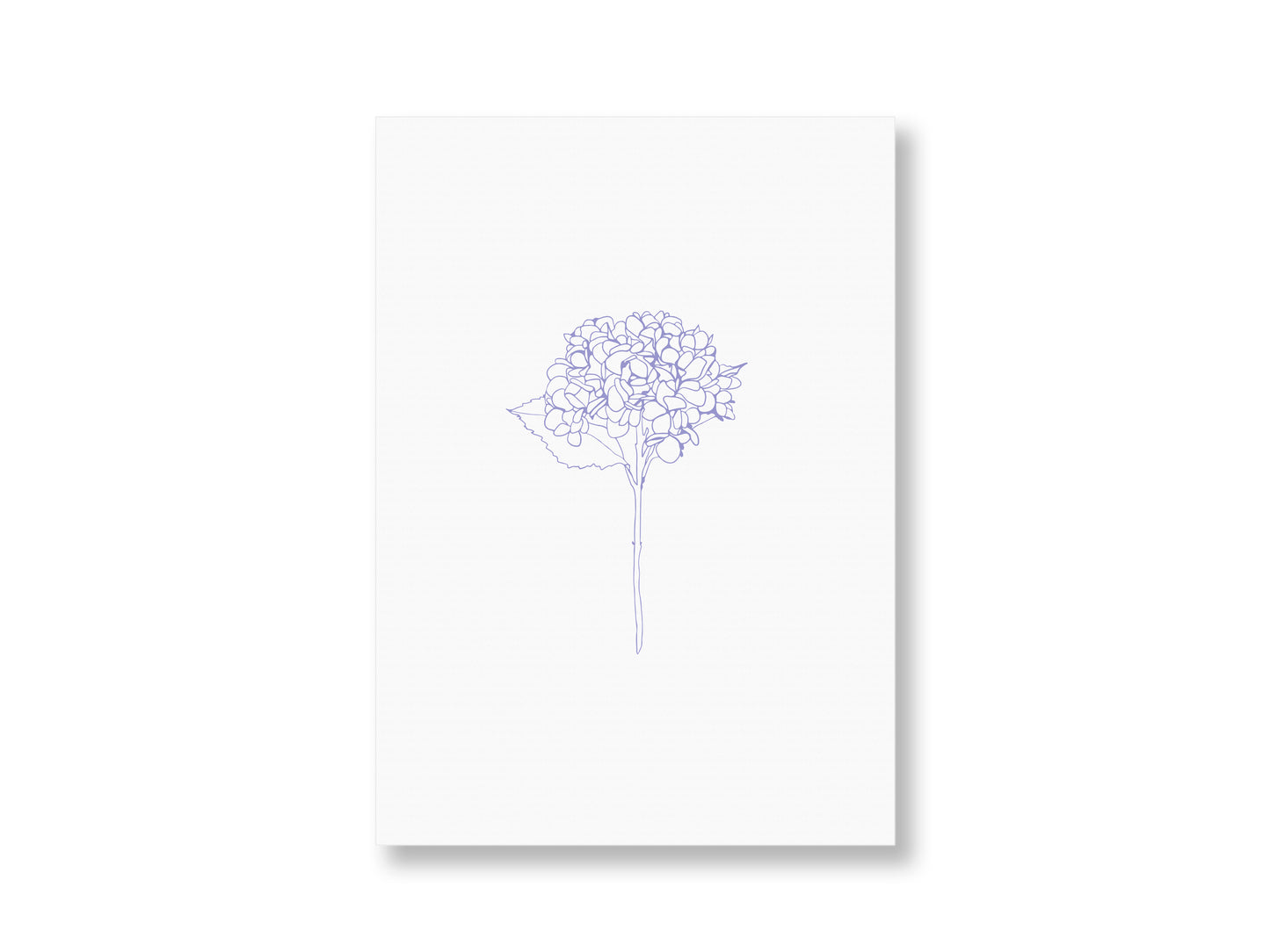 Hortensie | Postkarte
