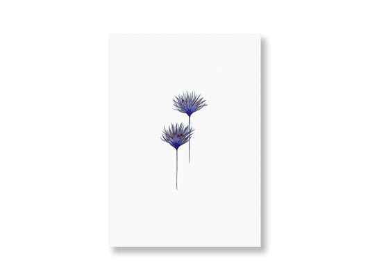 Kornblume | Postkarte