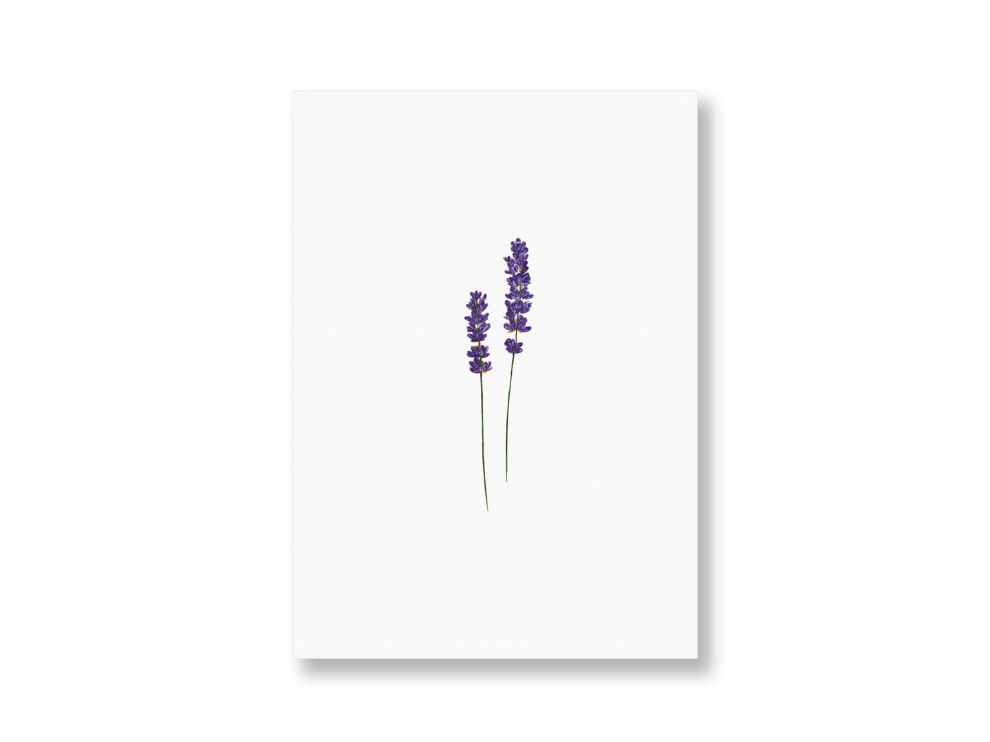 Lavendel | Postkarte