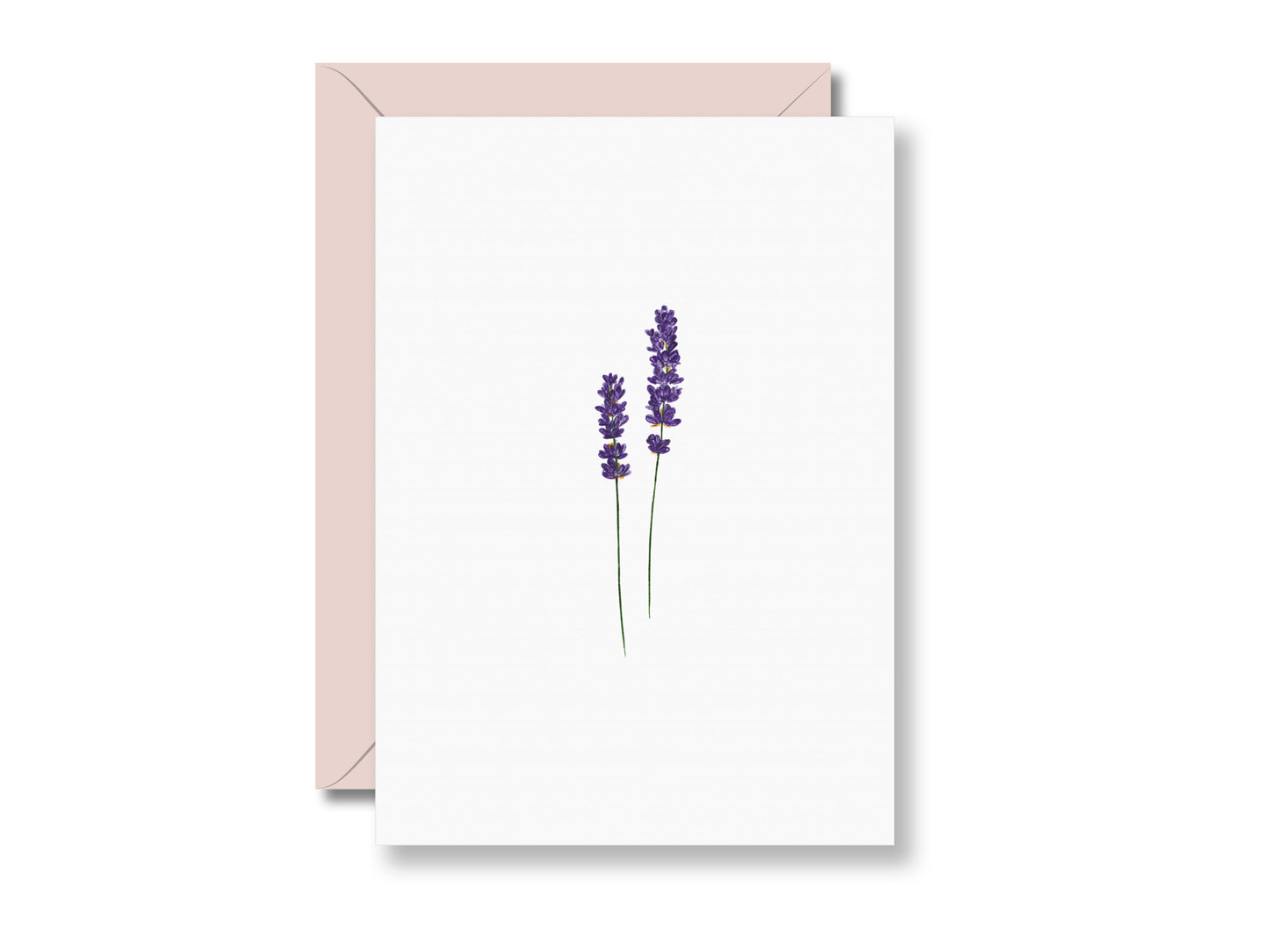 Lavendel | Postkarte